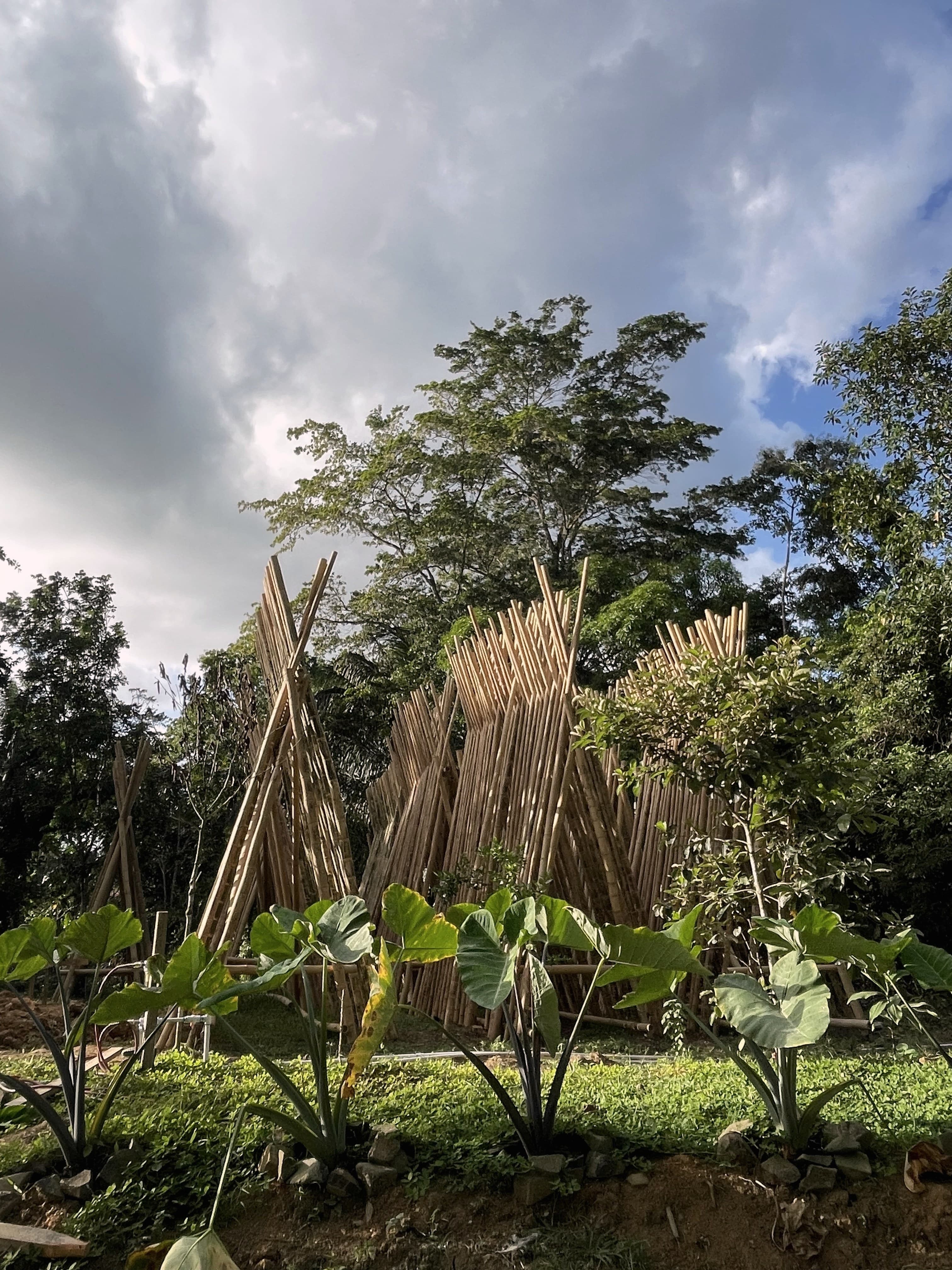 Guadua drying racks among the greenery at the entrance to DUAGUA's facility