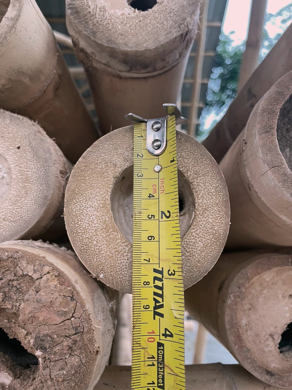 Measuring a guadua pole's cross-section during grading