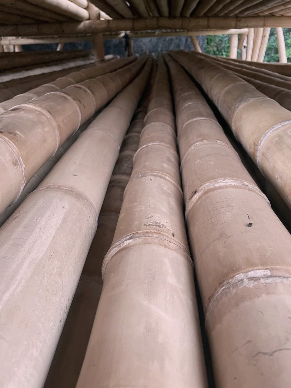 Treated guadua poles receding in perspective, nodes visible