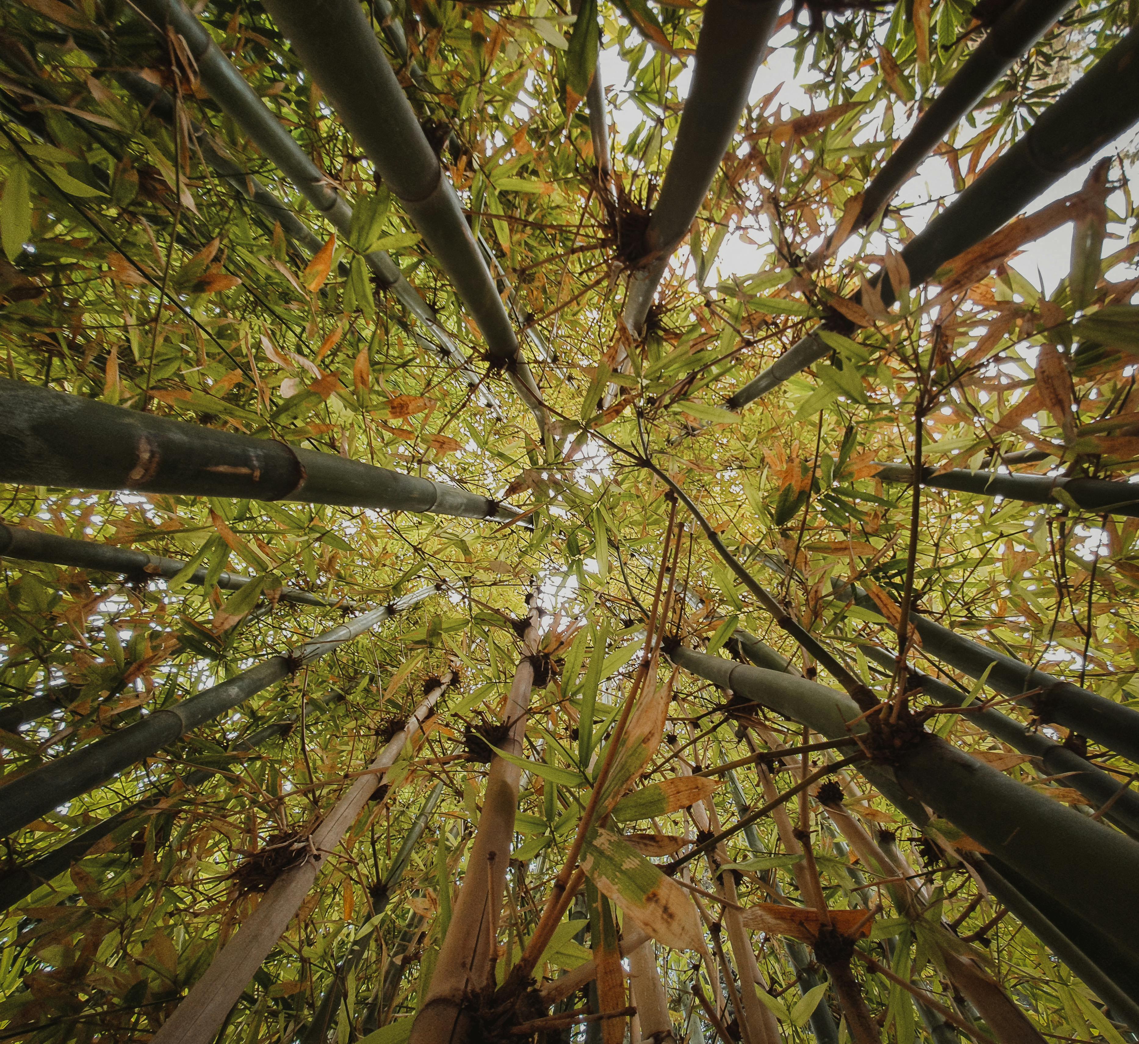 Picture of a bamboo forest photographed from low from the ground towards the sky